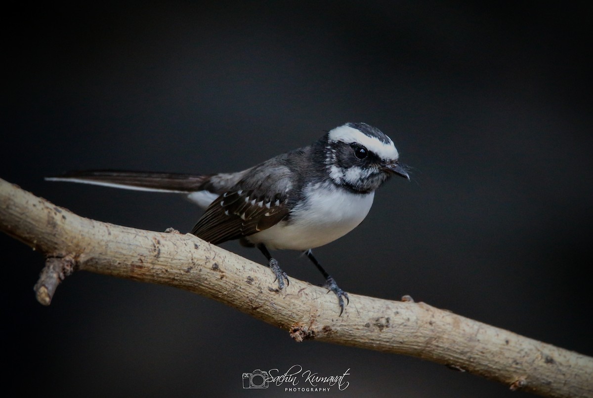 White-browed Fantail - ML124061261
