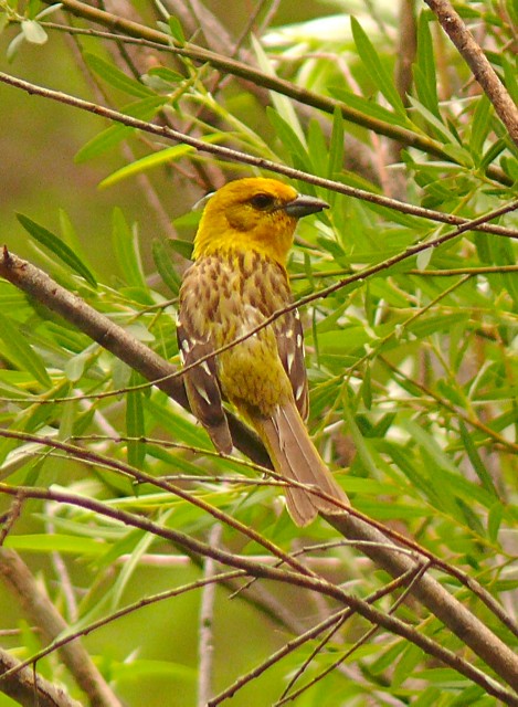 Flame-colored Tanager - ML124070011