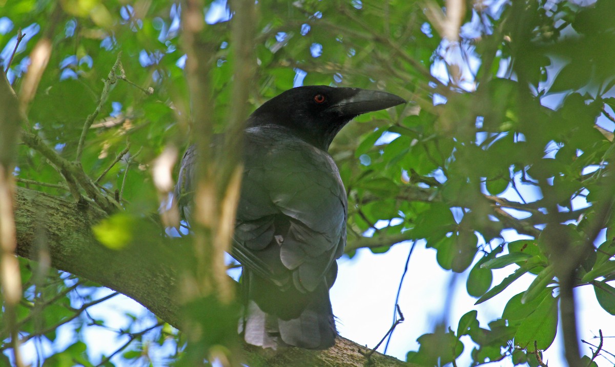 White-necked Crow - ML124075681