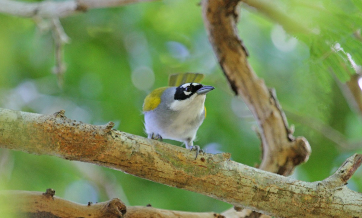Black-crowned Palm-Tanager - ML124075731