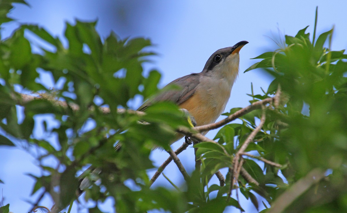 Mangrove Cuckoo - Paul Lewis