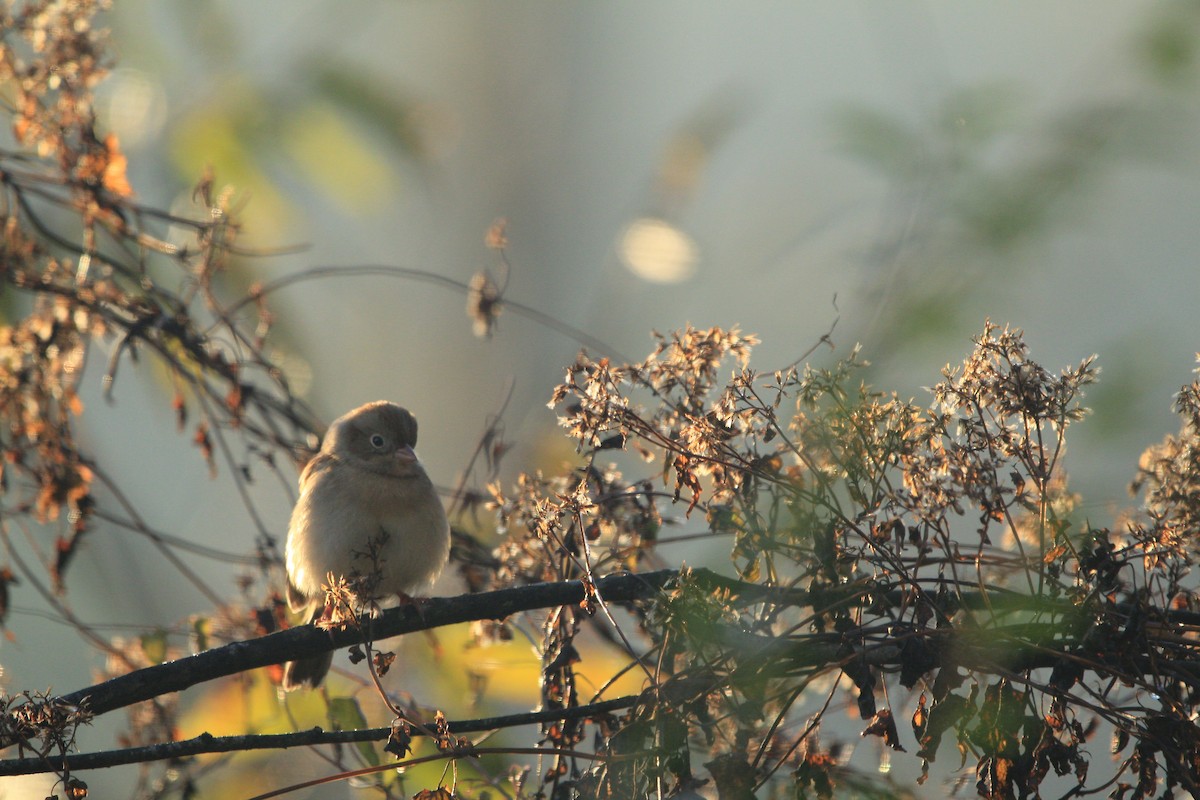 Field Sparrow - Lionel Xavier Horn