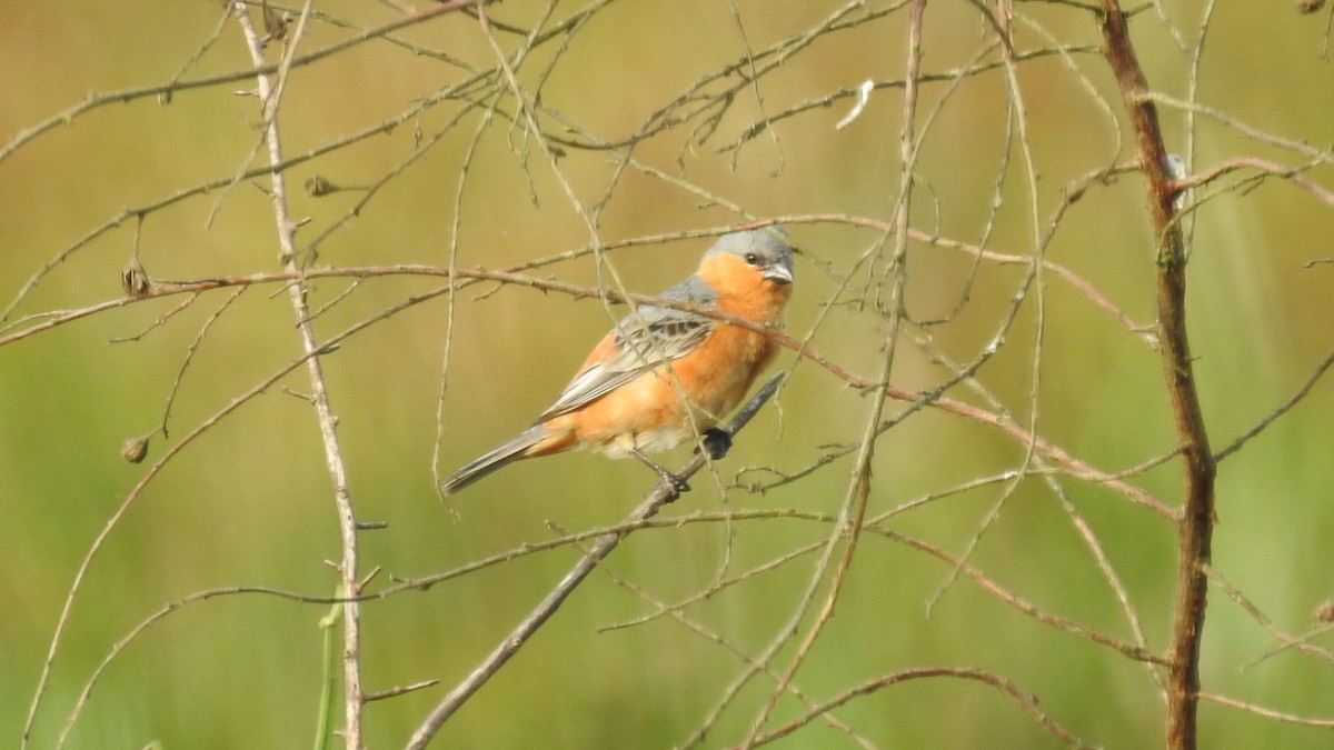 Tawny-bellied Seedeater - Alessandro Rômulo Carneiro