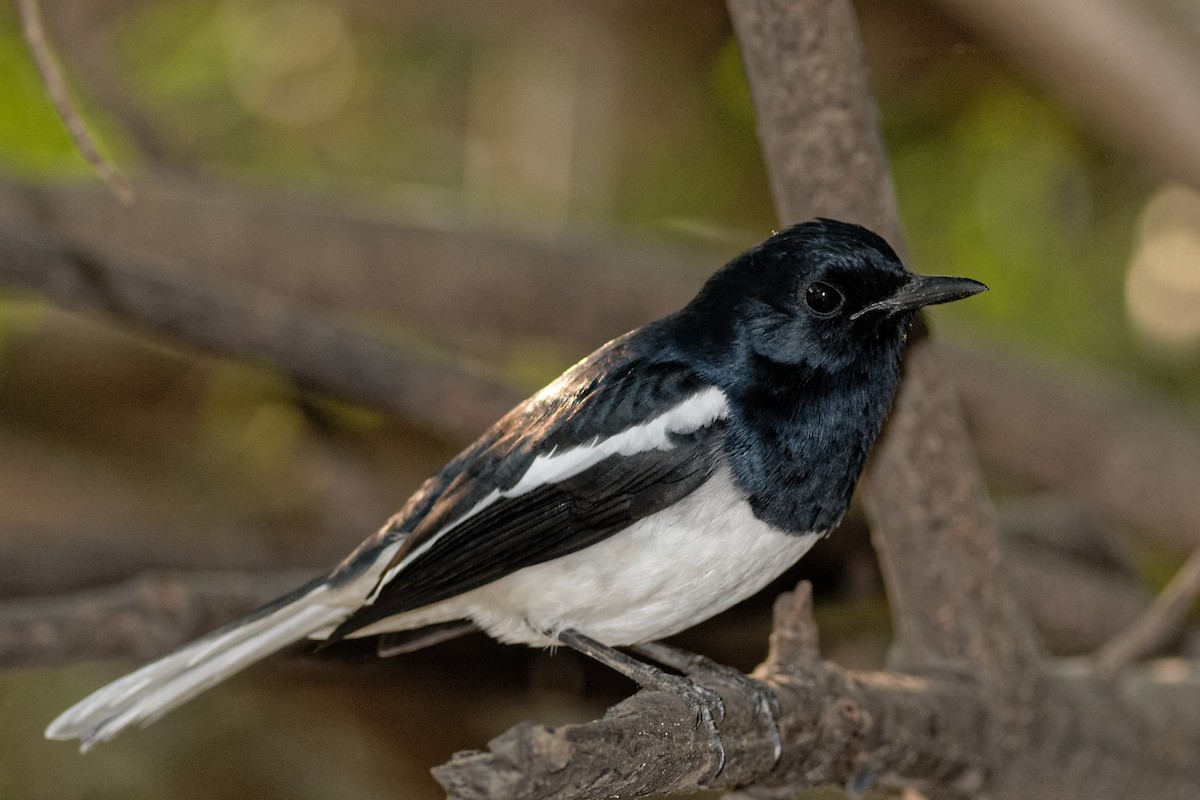 Oriental Magpie-Robin - Able Lawrence