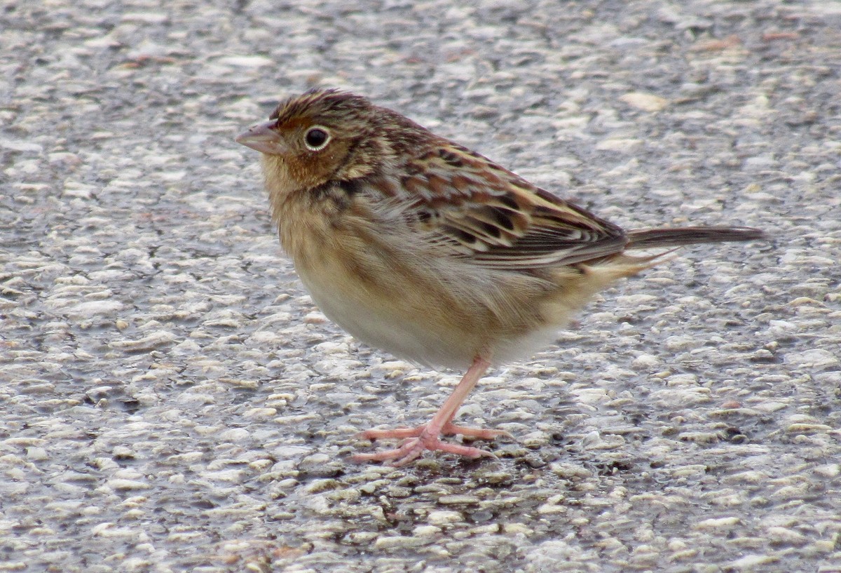 Grasshopper Sparrow - jen brumfield