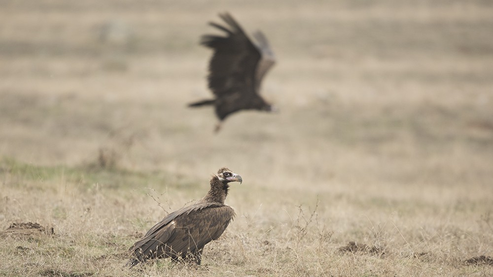 Cinereous Vulture - önder kahraman