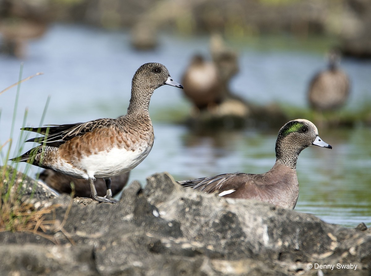 American Wigeon - Denny Swaby