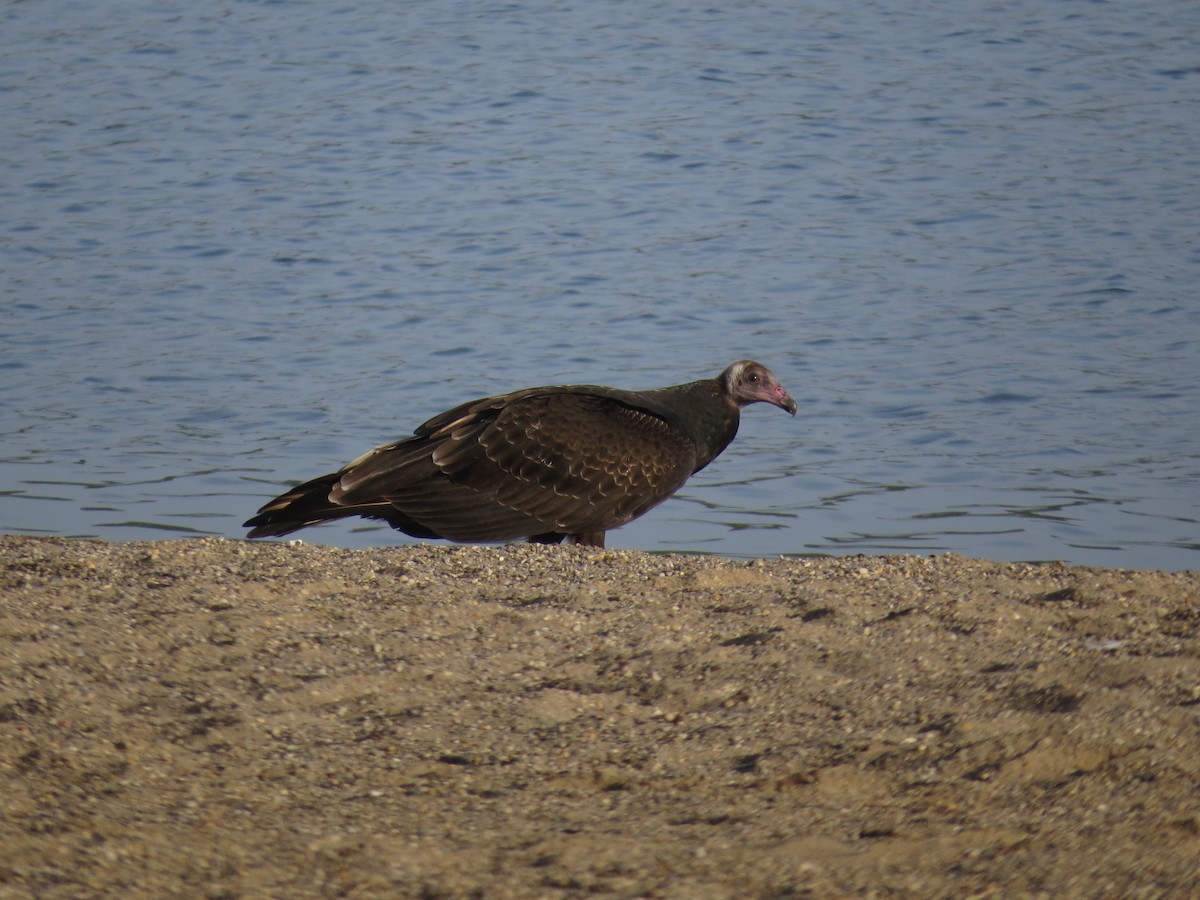 Turkey Vulture - ML124085061