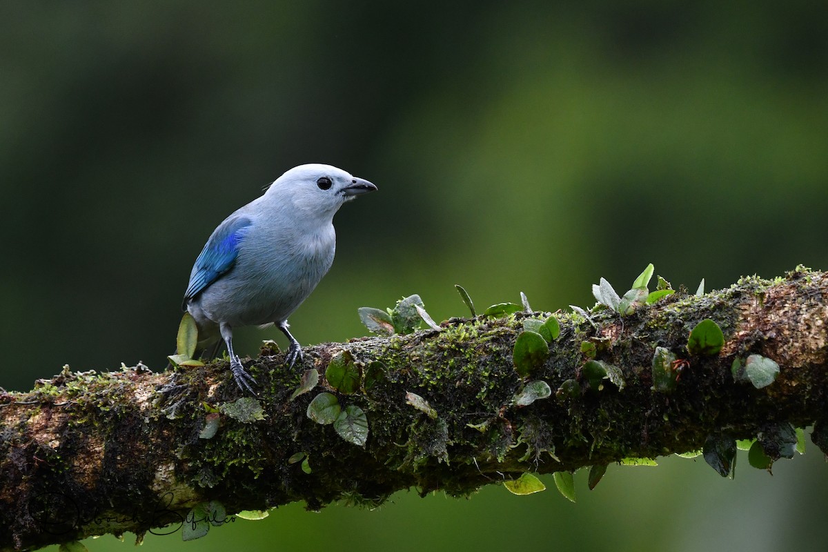 Blue-gray Tanager - ML124085091