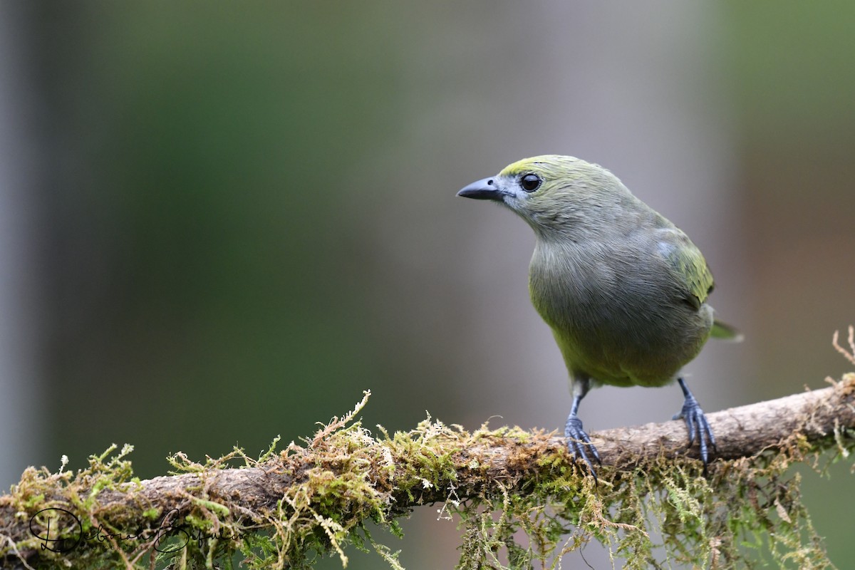 Palm Tanager - ML124085321