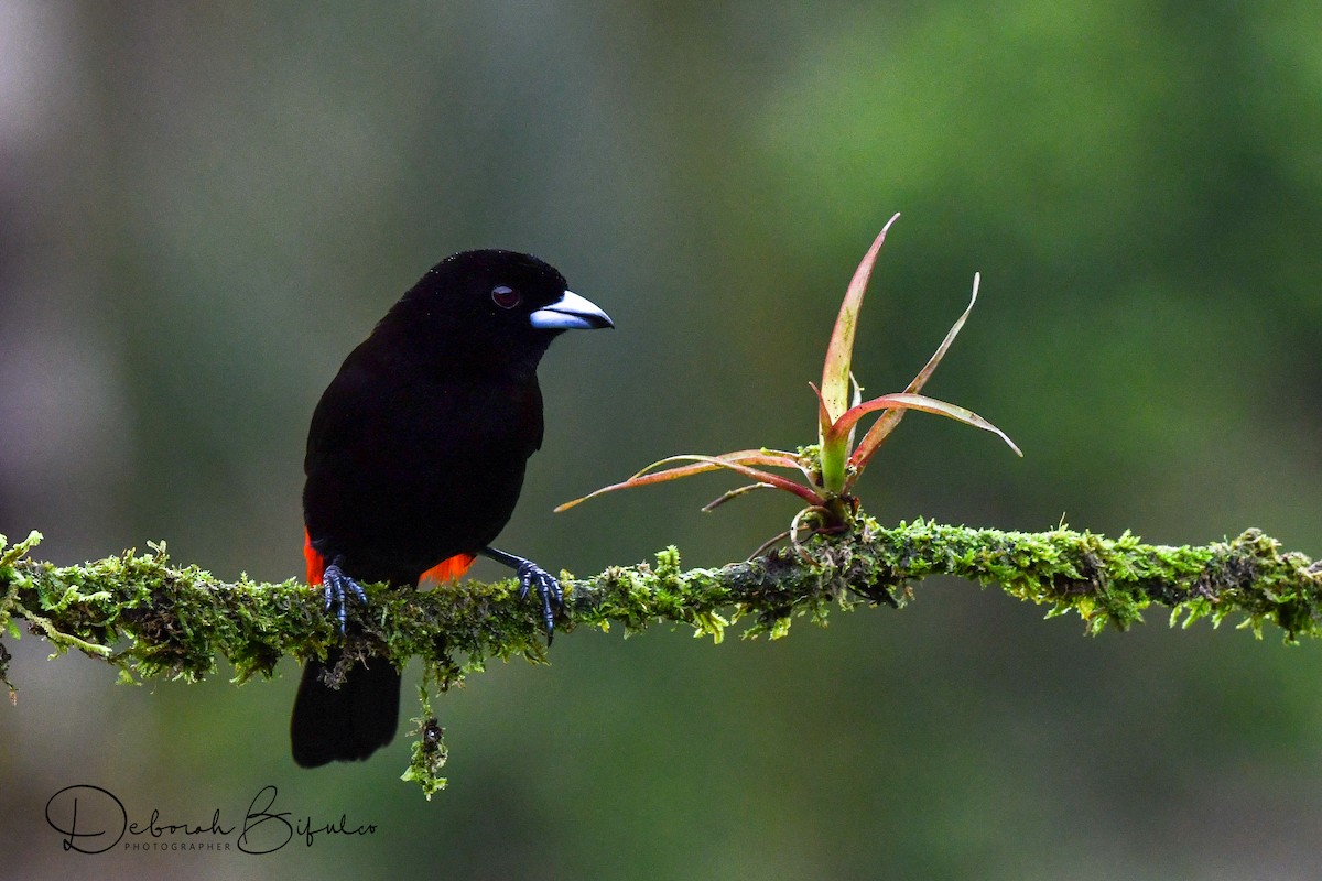 Scarlet-rumped Tanager - ML124085351