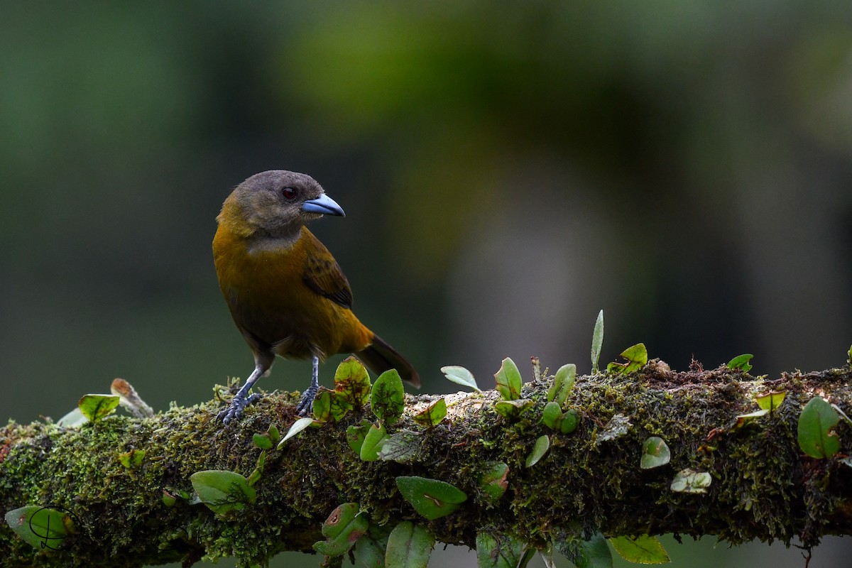 Scarlet-rumped Tanager - ML124085371