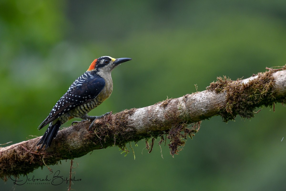 Black-cheeked Woodpecker - ML124085791