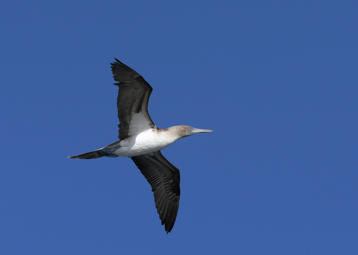 Blue-footed Booby - ML124091961