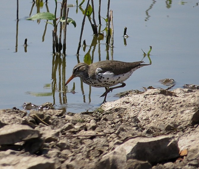 Spotted Sandpiper - Deanne Hardy