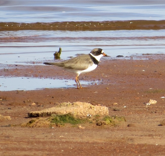 Semipalmated Plover - ML124093891