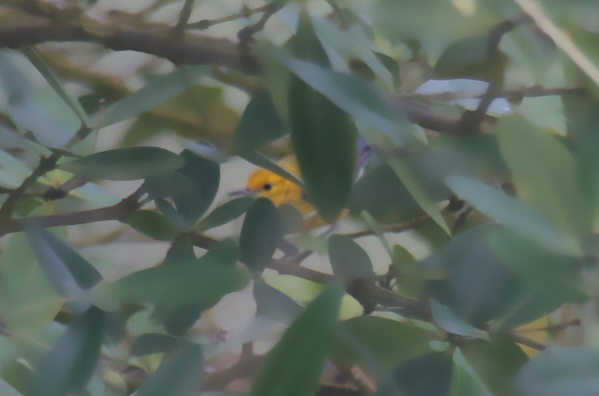 Prothonotary Warbler - Neal Morris