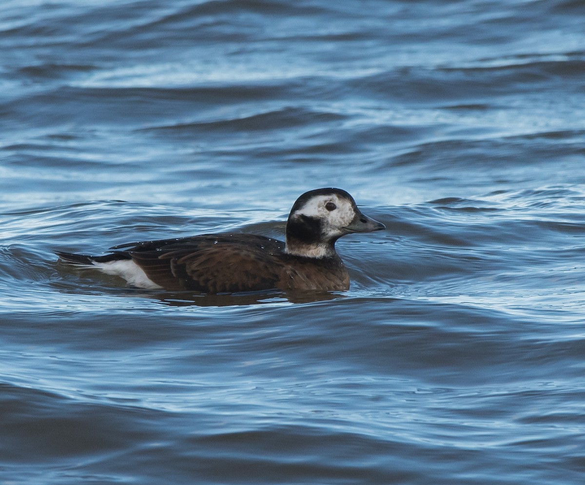 Long-tailed Duck - ML124097851