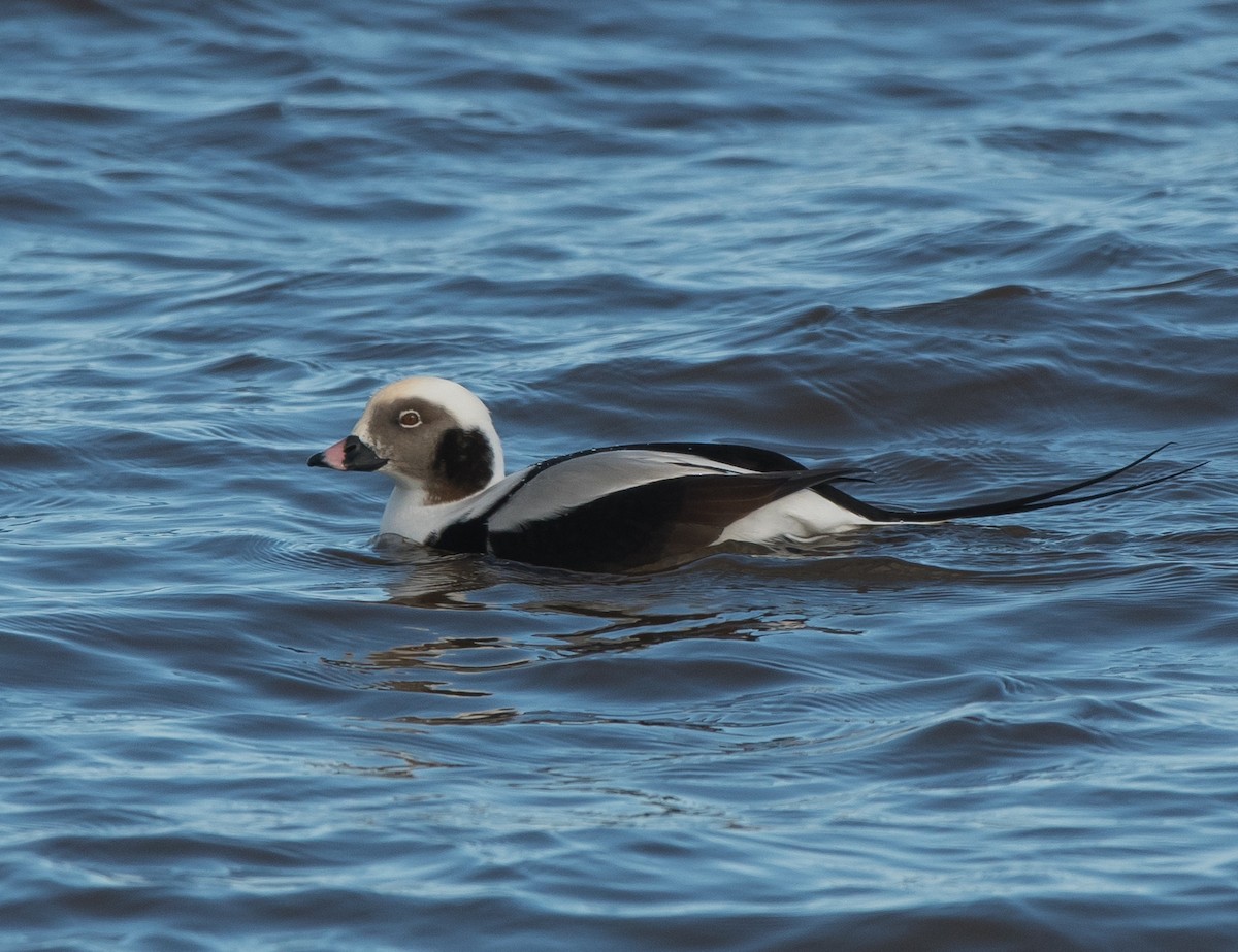 Long-tailed Duck - ML124097901