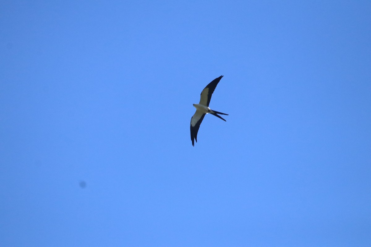Swallow-tailed Kite - ML124098011