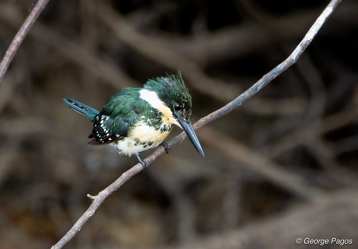 Green Kingfisher - George Pagos