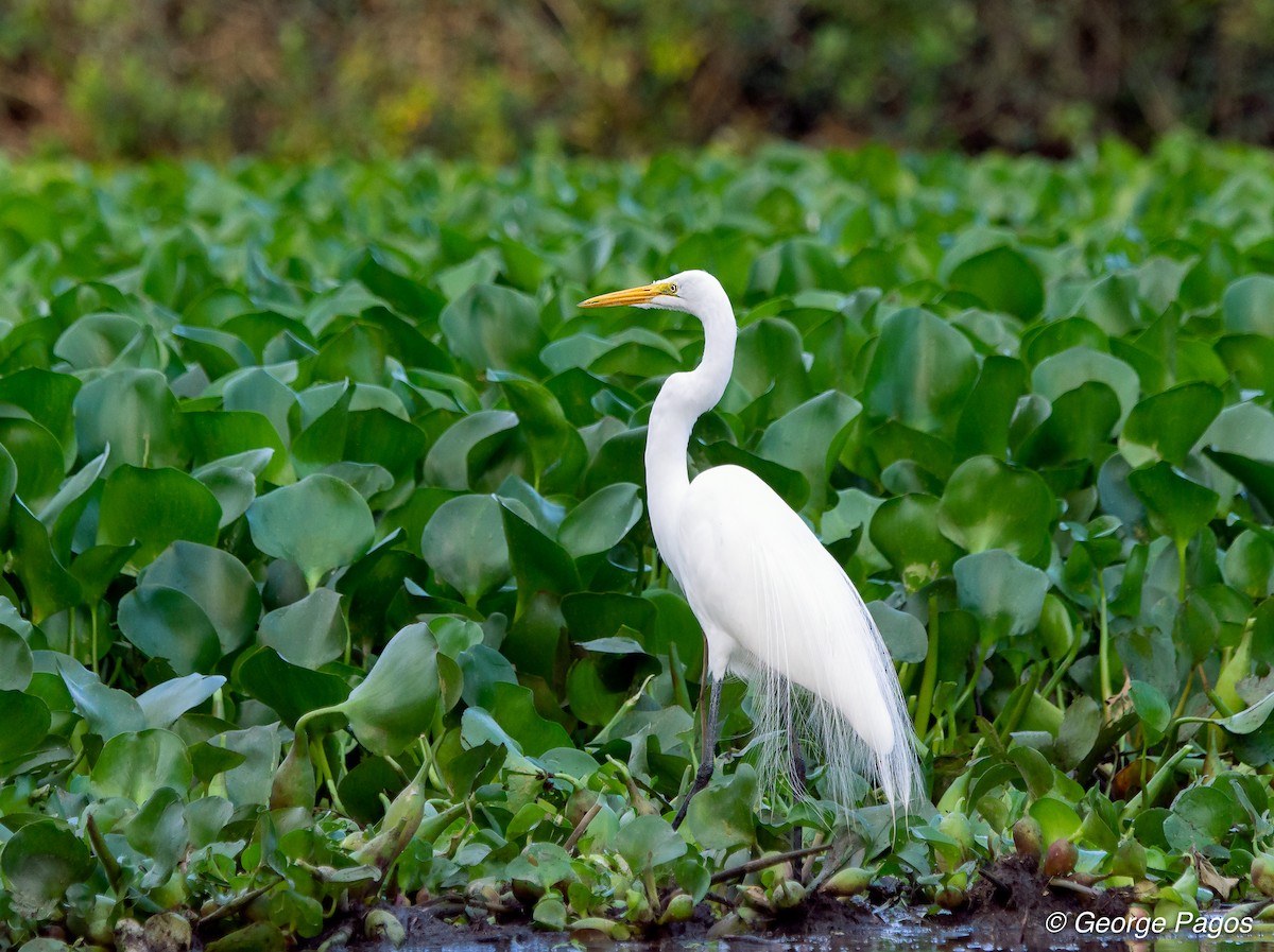 Great Egret - George Pagos
