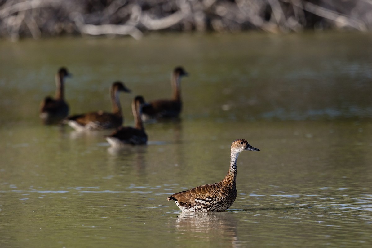 West Indian Whistling-Duck - ML124099101