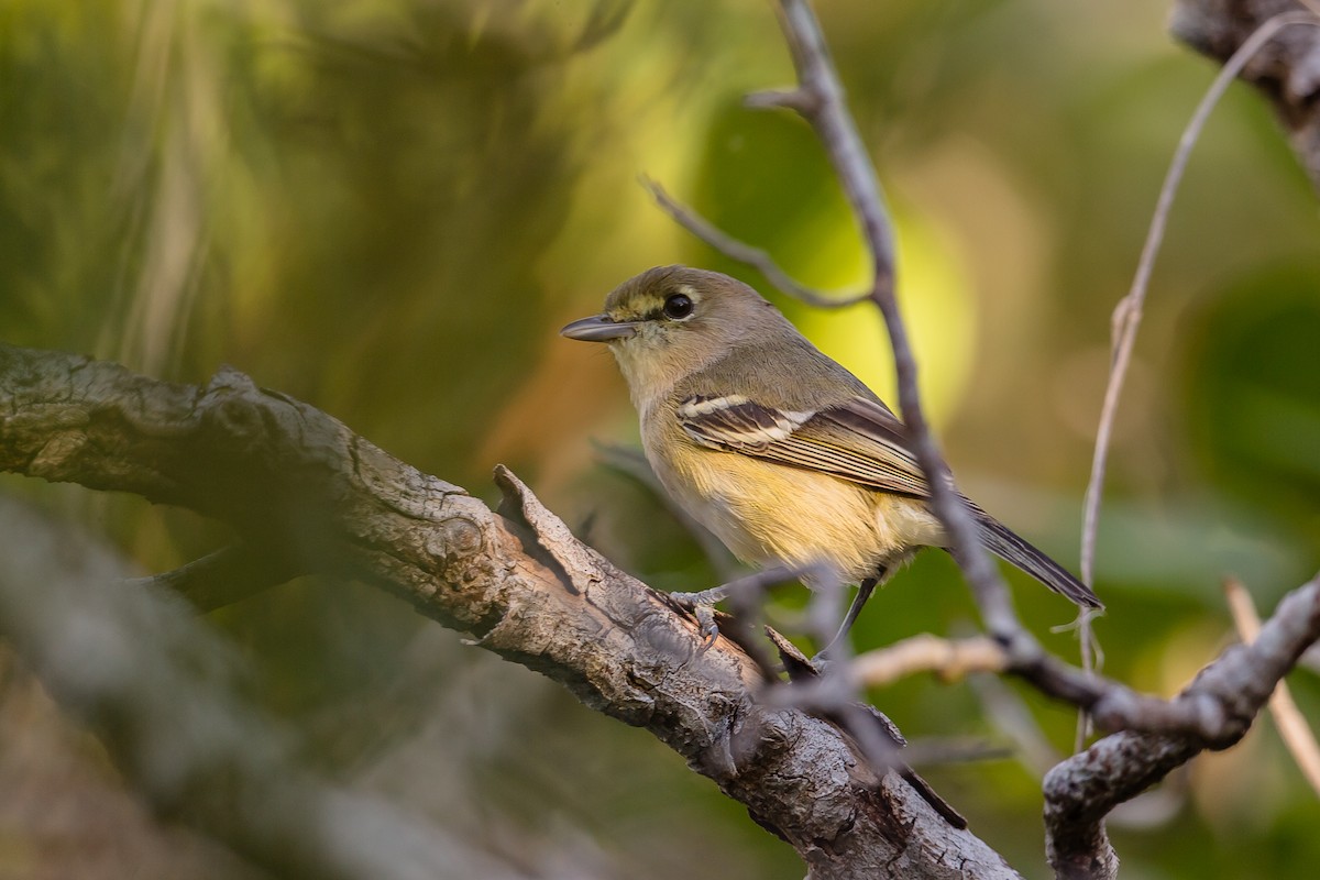 Thick-billed Vireo - ML124100381