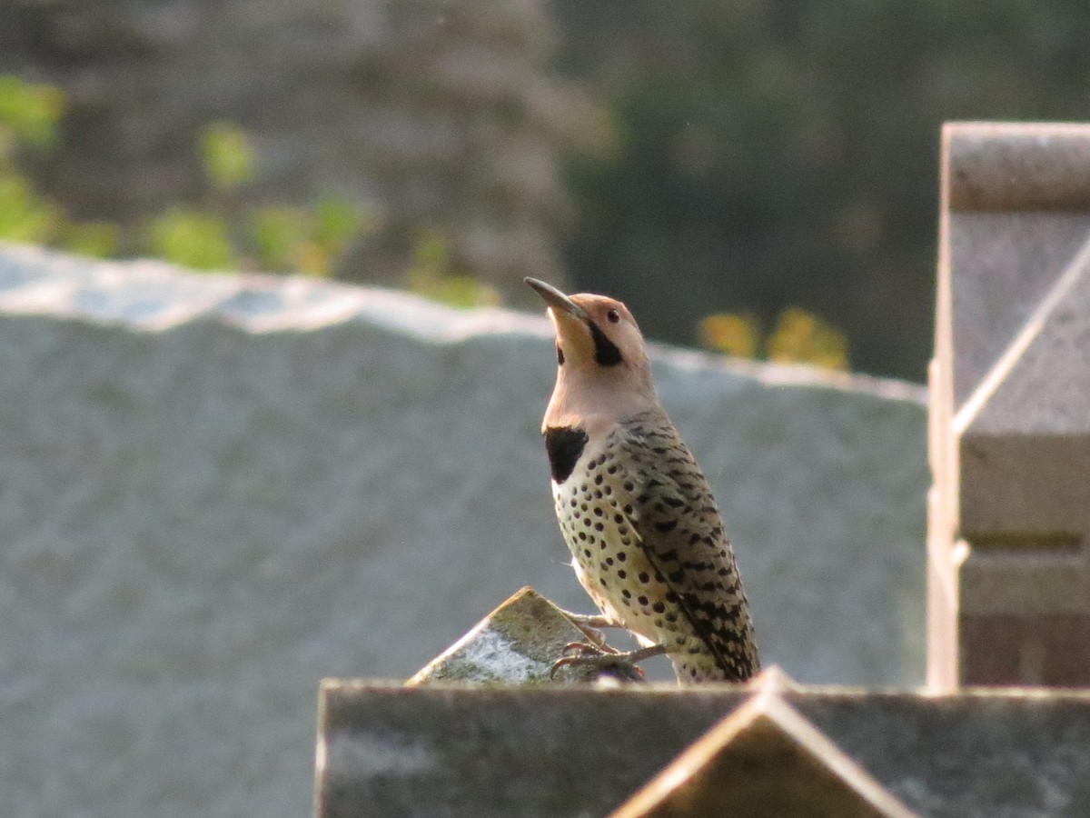 Northern Flicker (Yellow-shafted) - Laurie Graham
