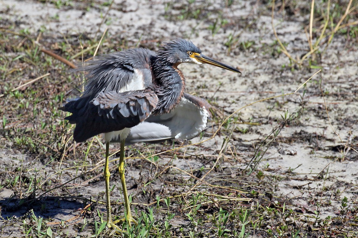 Tricolored Heron - Dick Dionne