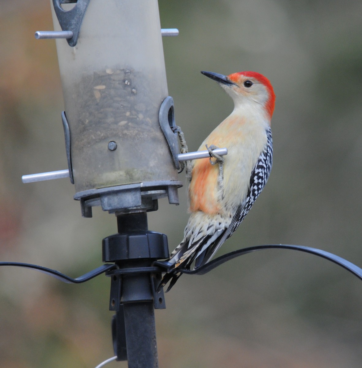 Red-bellied Woodpecker - Max  Chalfin-Jacobs