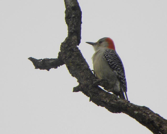 Red-bellied Woodpecker - David Zmoda