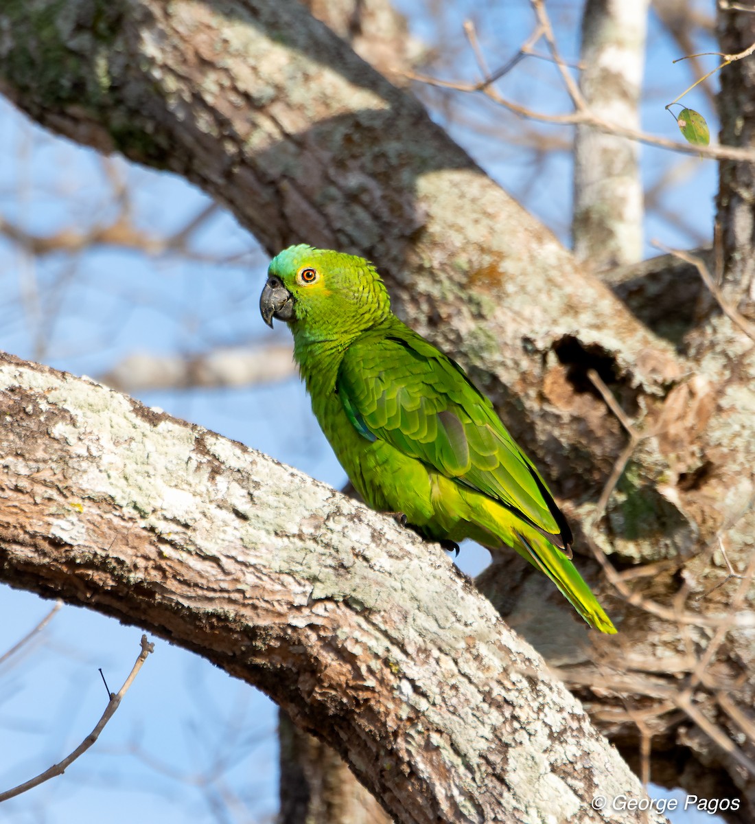 Turquoise-fronted Parrot - ML124105371