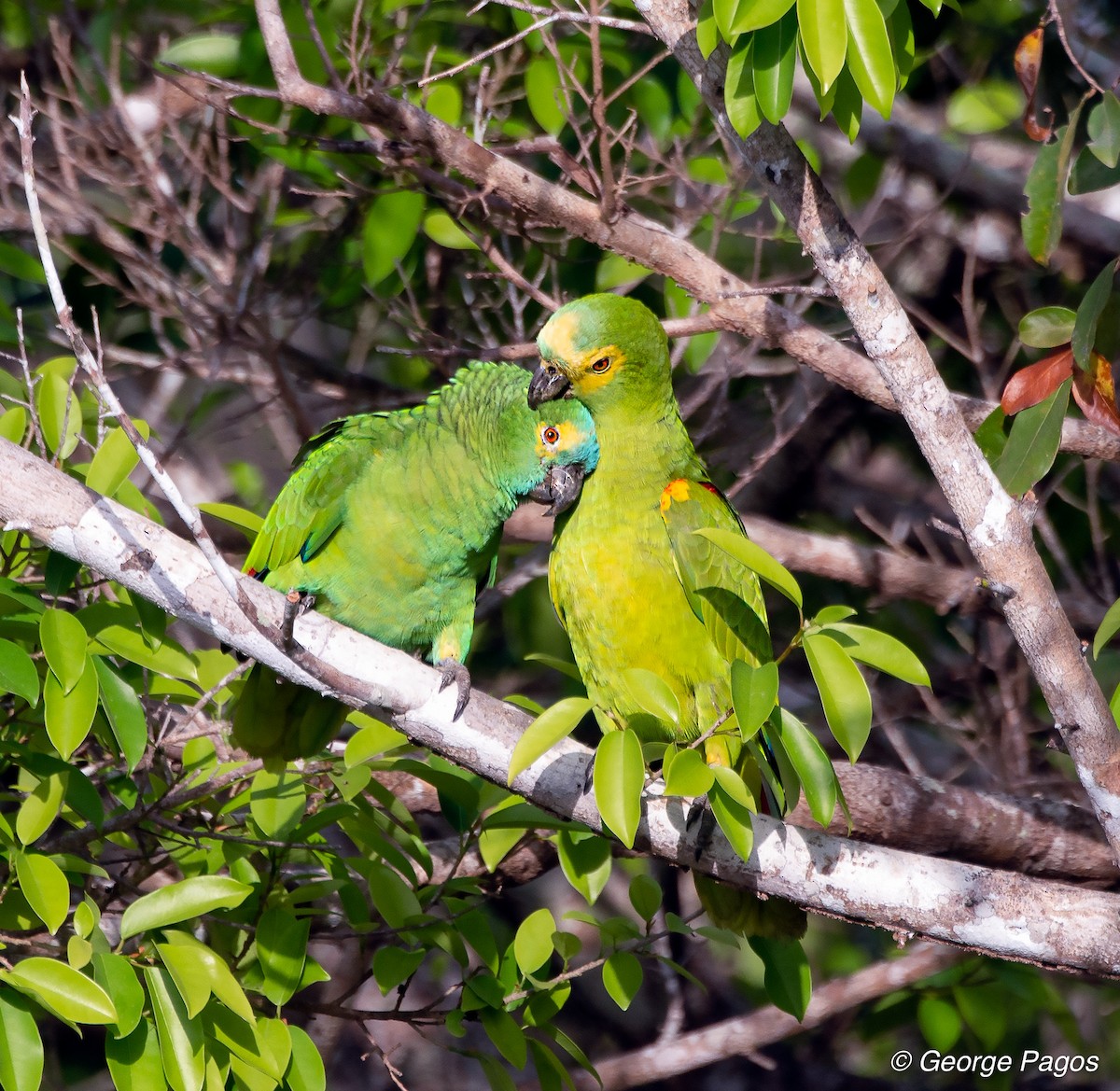 Turquoise-fronted Parrot - ML124105461