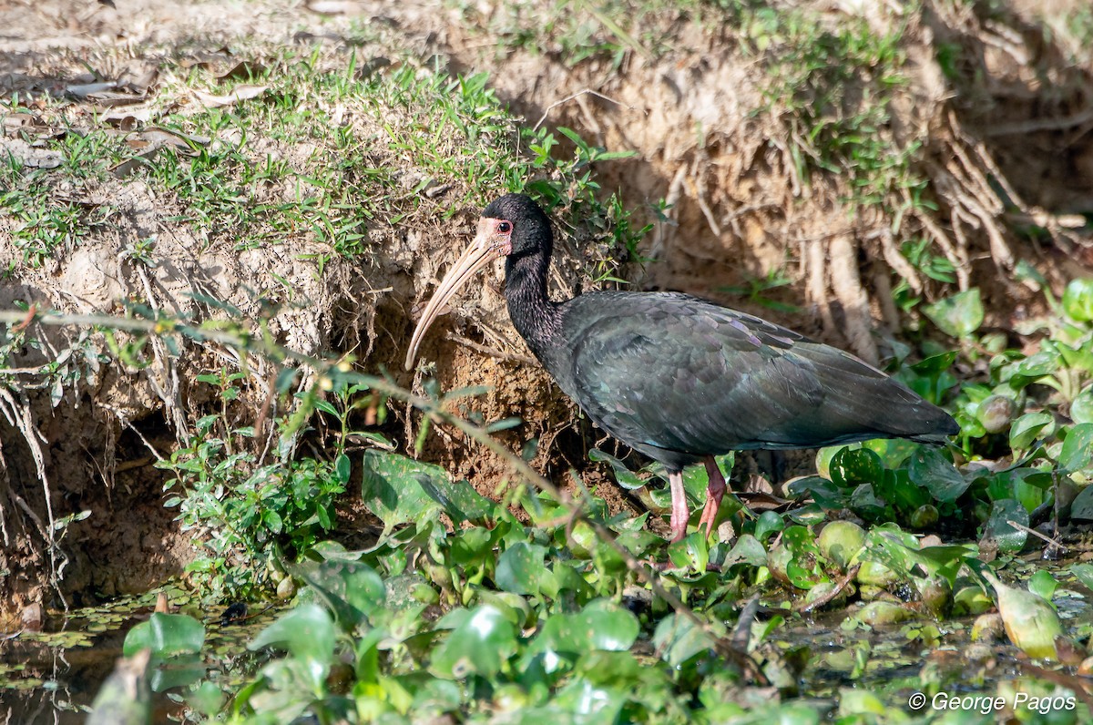 Bare-faced Ibis - George Pagos