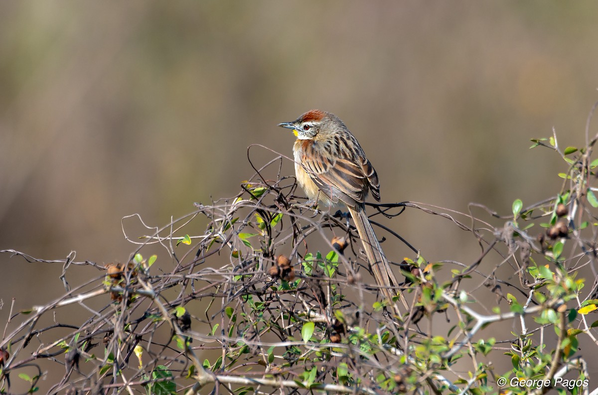Chotoy Spinetail - ML124105951