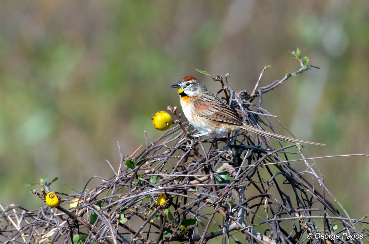 Chotoy Spinetail - George Pagos