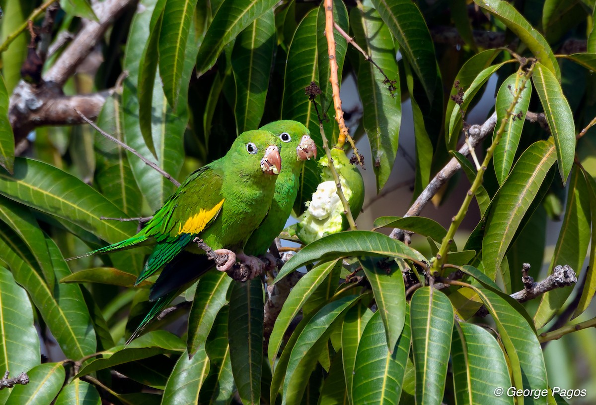 Yellow-chevroned Parakeet - George Pagos