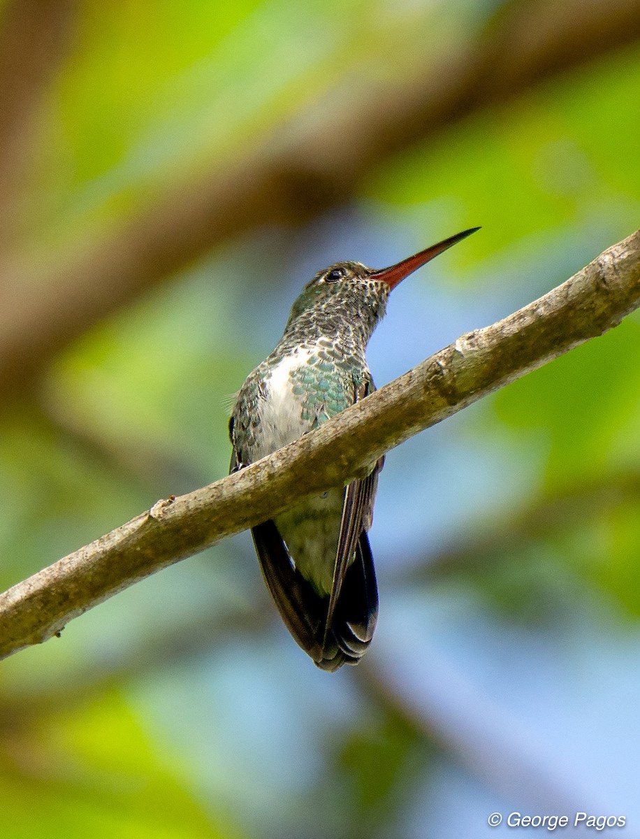 Glittering-throated Emerald - George Pagos