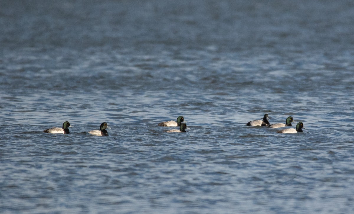 Greater Scaup - ML124107151