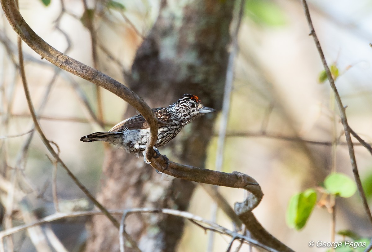 White-wedged Piculet - George Pagos