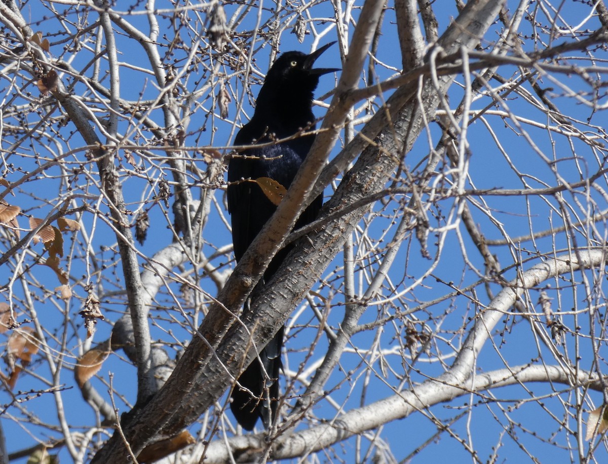 Great-tailed Grackle - ML124113911