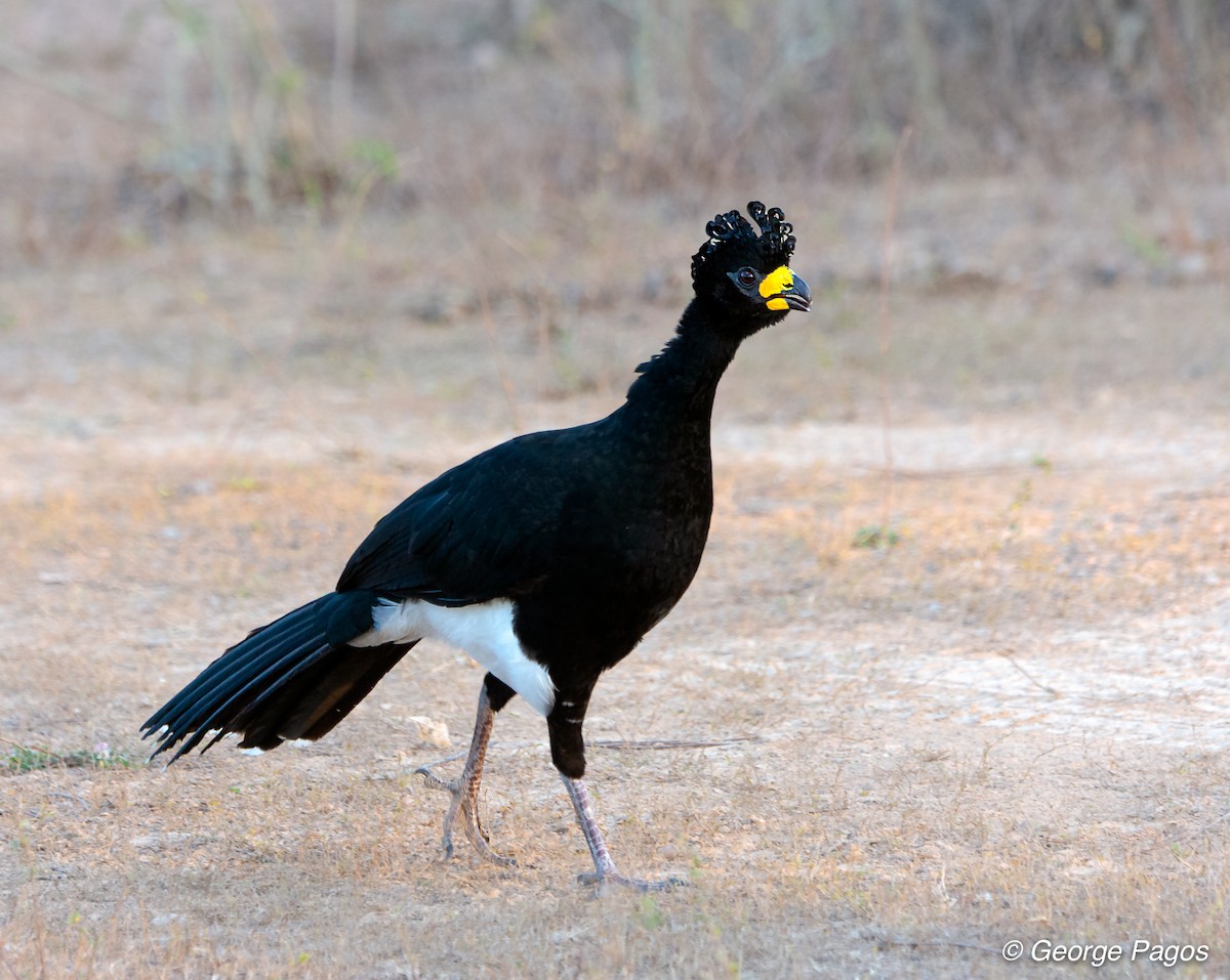 Bare-faced Curassow - George Pagos