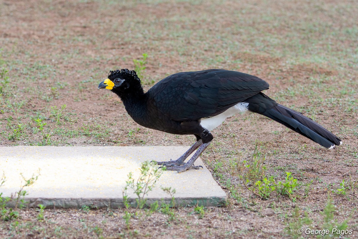 Bare-faced Curassow - ML124114731