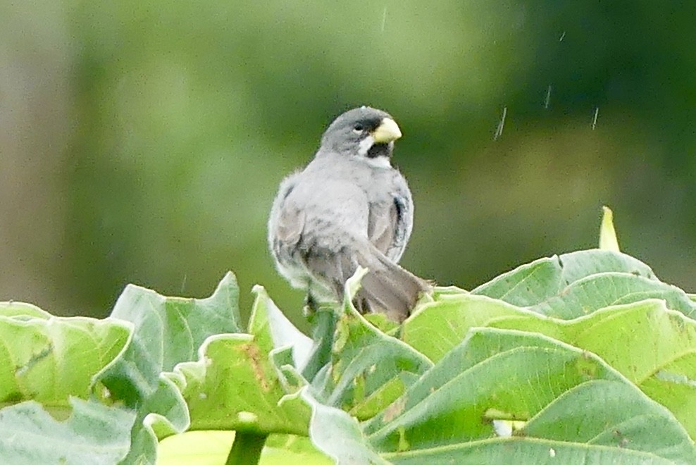 Double-collared Seedeater - ML124116921