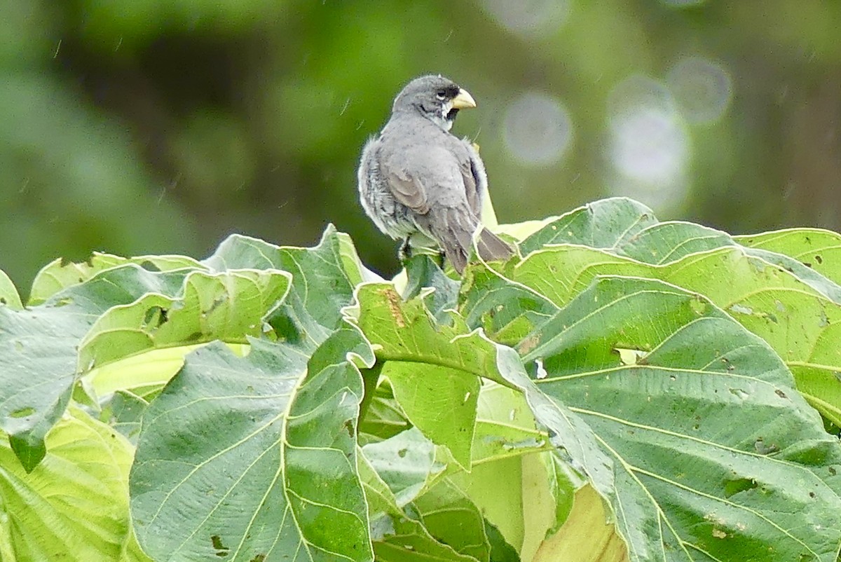 Double-collared Seedeater - ML124116941