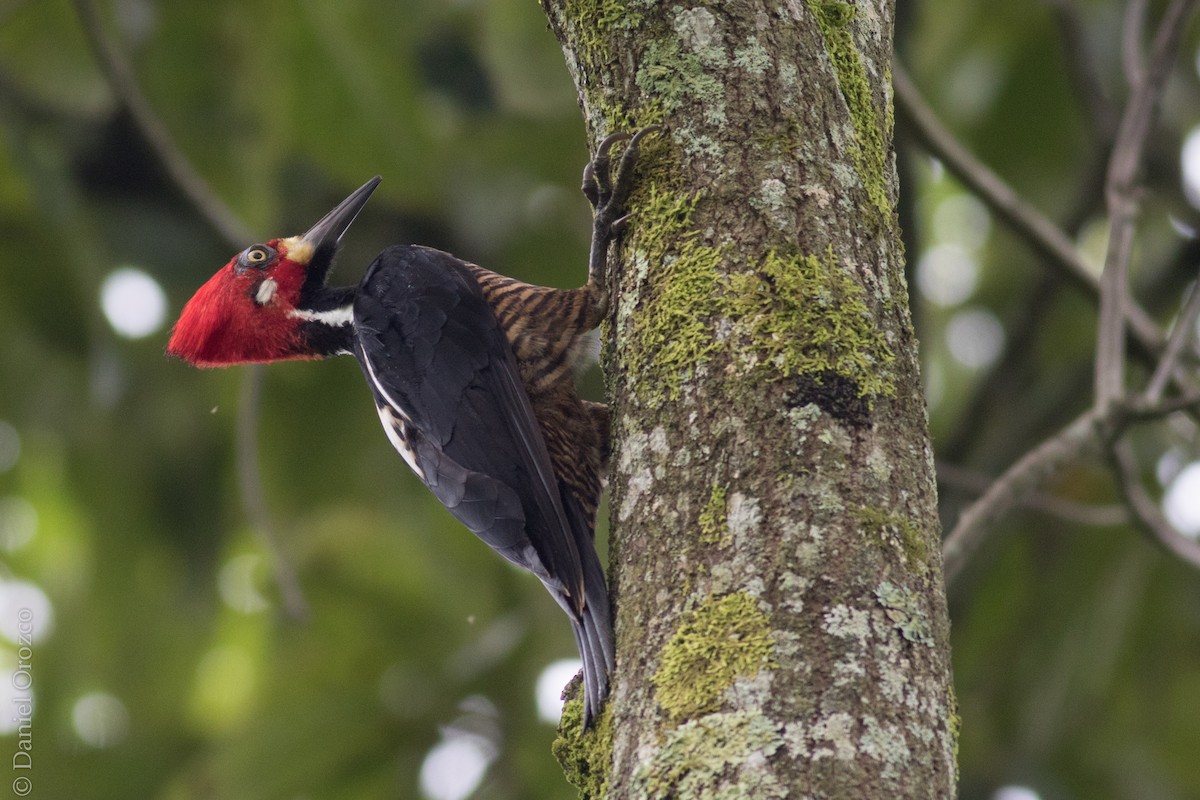Crimson-crested Woodpecker - Daniel Orozco Montoya
