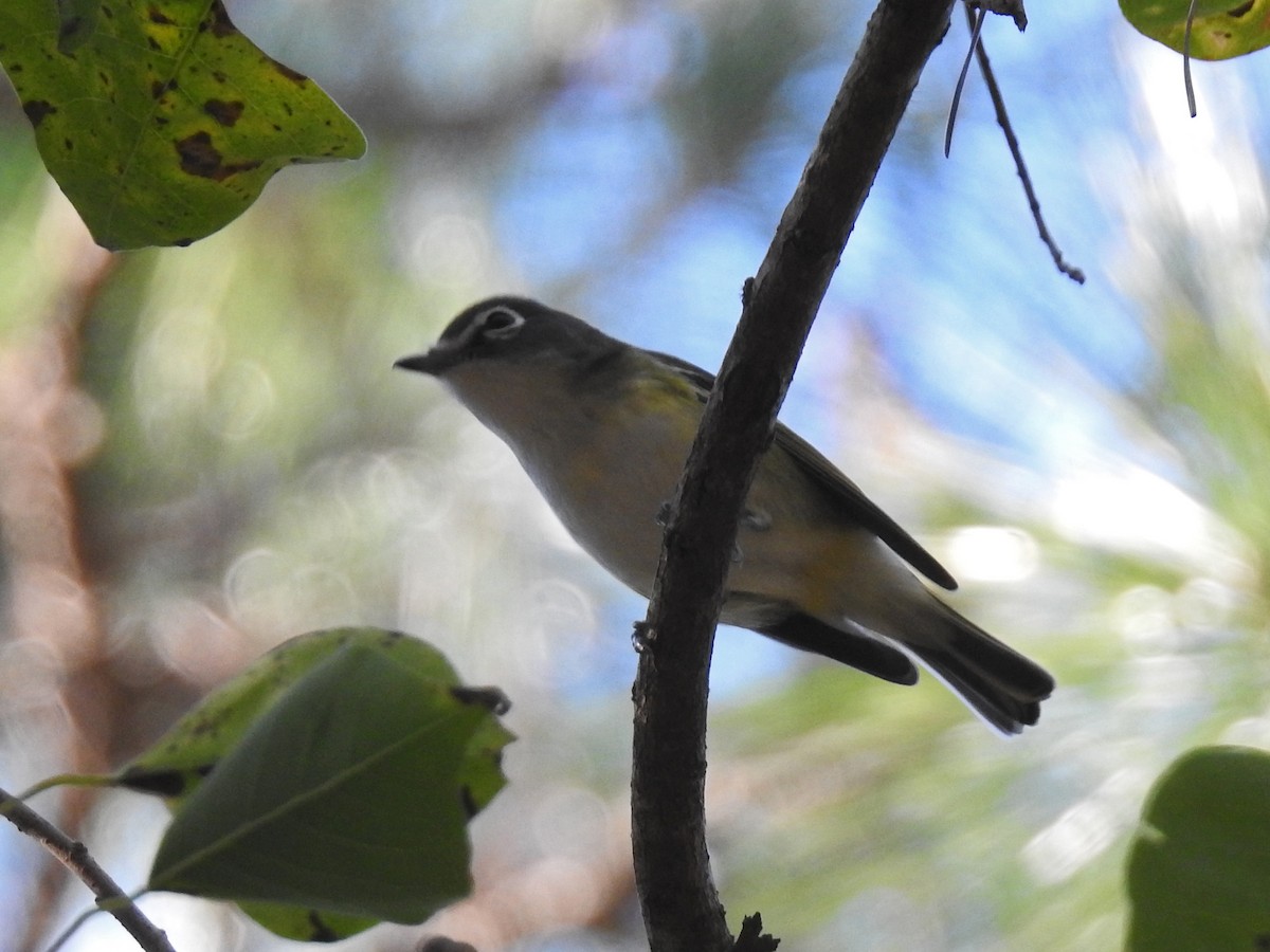 Blue-headed Vireo - Lucy Jacobson