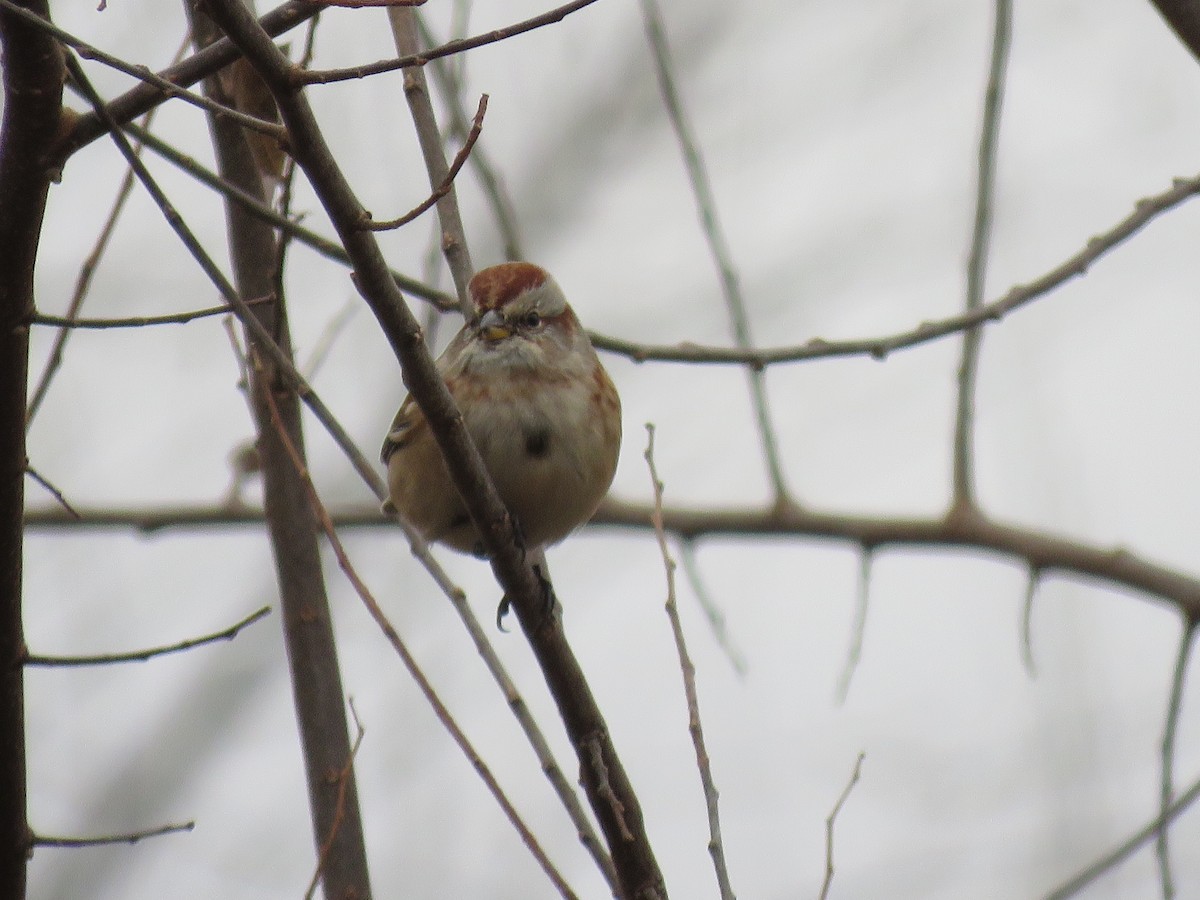 American Tree Sparrow - ML124131161