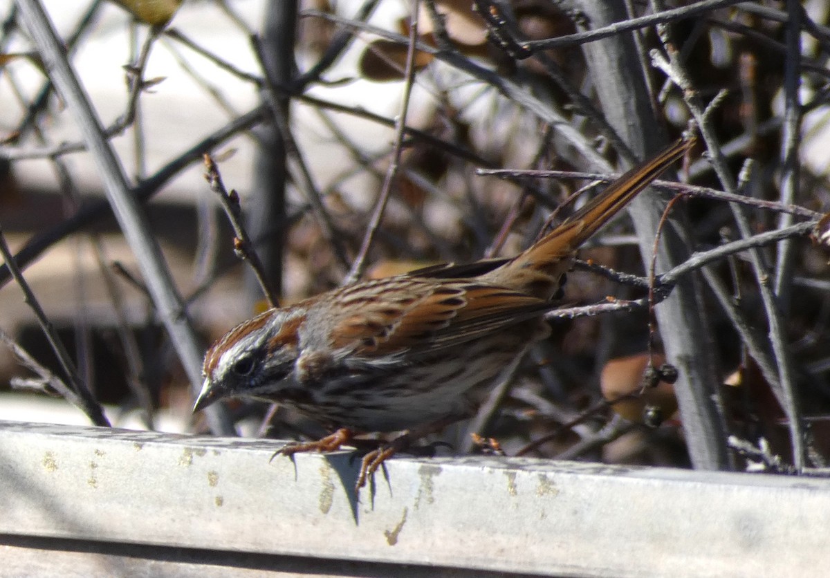 Song Sparrow - Christopher Rustay